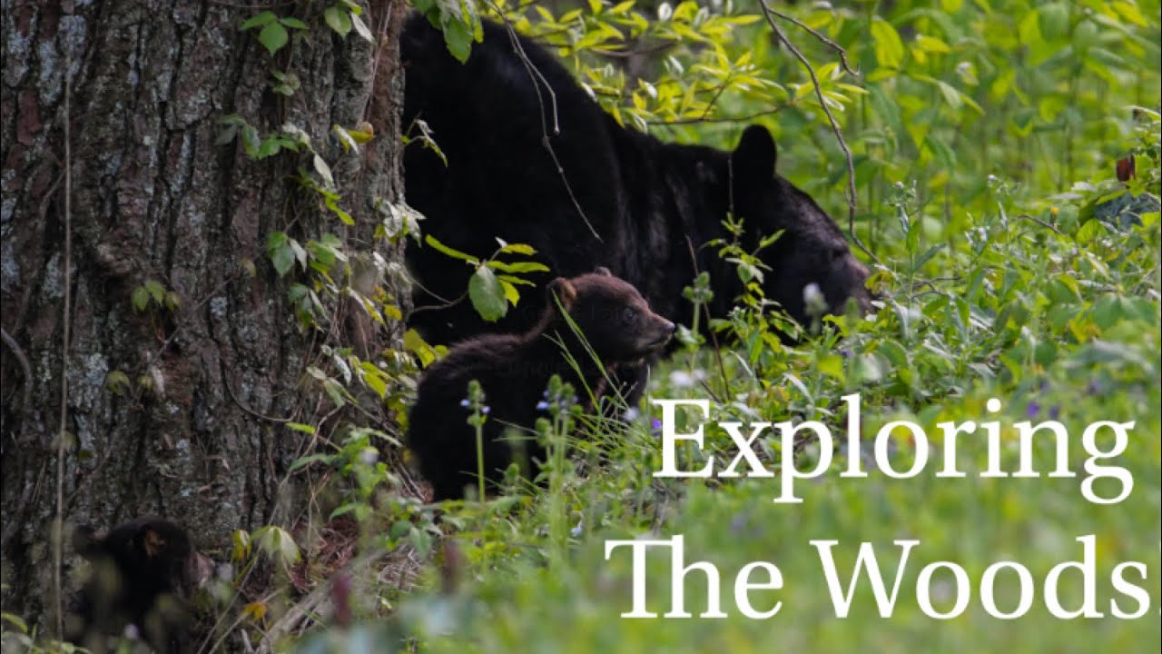 Momma Black Bear Exploring With Her Babies! - YouTube