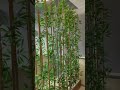 Lucky Bamboo Ideas | Lucky Bamboo Decoration Ideas | Lucky Bamboo Design #viral #delhincr