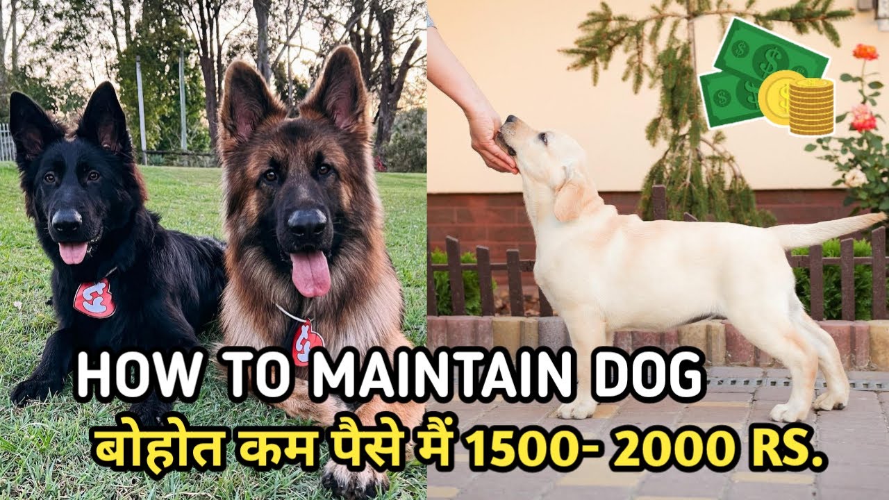 how to maintain any dog at low price/ 2000 के अंदर डॉग को maintain कैसे