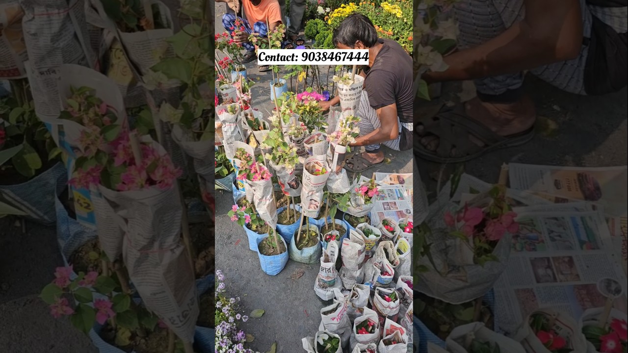 muchisha wholesale plant nursery online buy very low price 9038467444