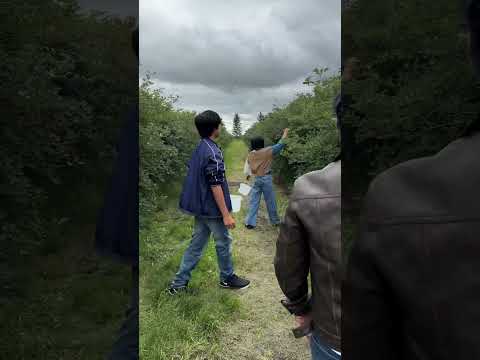 Saskatoon Berries Calgaryalbertacanada