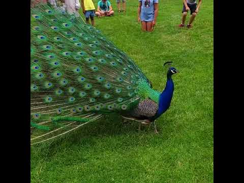 Cute Peacock 🦚🤗 SOO cute! Cute and funny Peacock videos cute moments of 2021 #46