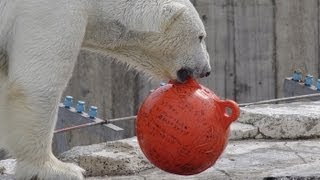 だからココに置かないでって・・Polar Bears and float ball