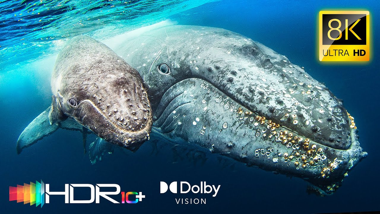 ОКЕАНИЧЕСКАЯ ДИКАЯ ПРИРОДА 8K HDR 120fps - 4K Video ULTRA HD - HDR10+ Dolby Vision™ 