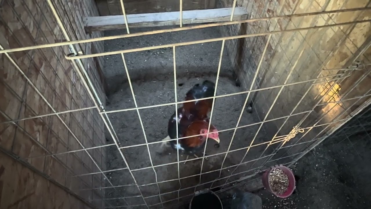 Tso li cas thiab tau poj qaib ej? Qaib ntaus nruas. & tu qaib ib week. 