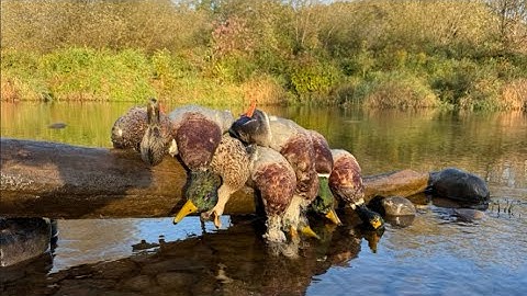 New York Duck Hunting - (Mallards Decoying at 10 Yards!)