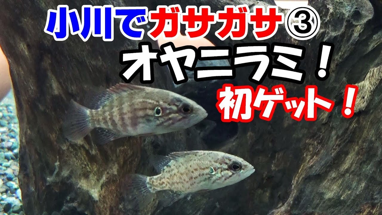 小川で魚取り オヤニラミ 日本淡水魚水槽 Youtube