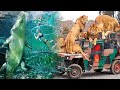 The Most AMAZING ZOOS In The World | The best zoos you have to visit.