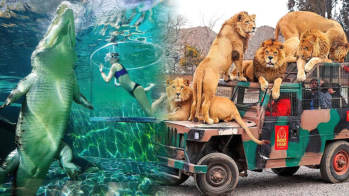NAJLEPSZE ZODO NA ŚWIECIE | Najlepsze ogrody zoologiczne, które musisz odwiedzić.