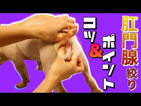 犬の肛門腺絞りのコツとポイント