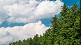 Sky and pine trees time-lapse