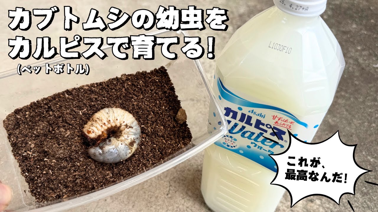 【初心者向け】カブトムシの幼虫 ペットボトルで飼育するならカルピスがおすすめです！ペットボトル飼育のやり方を詳しく解説！