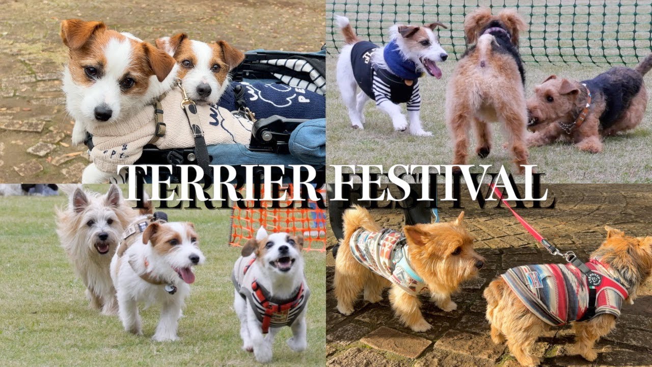 【テリアだらけ】テリアフェスティバル2023がアツすぎた/ジャックラッセルテリア