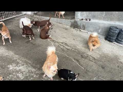 Cute dogs having their playtime before rain falls