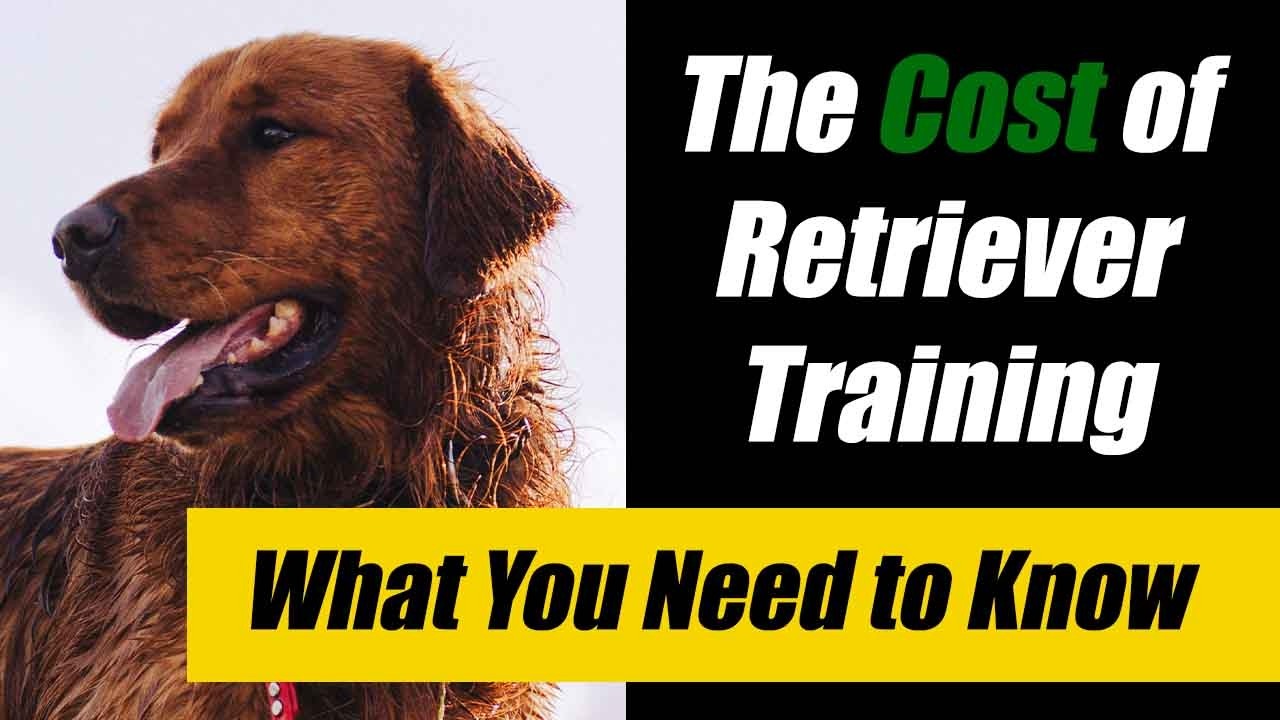 Dog Training Costs in 2025 (What You Need to Know)