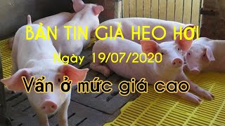 Giá heo hơi ngày 19/07/2020. Giá heo vẩn neo ở mức cao 90000 đồng/kg