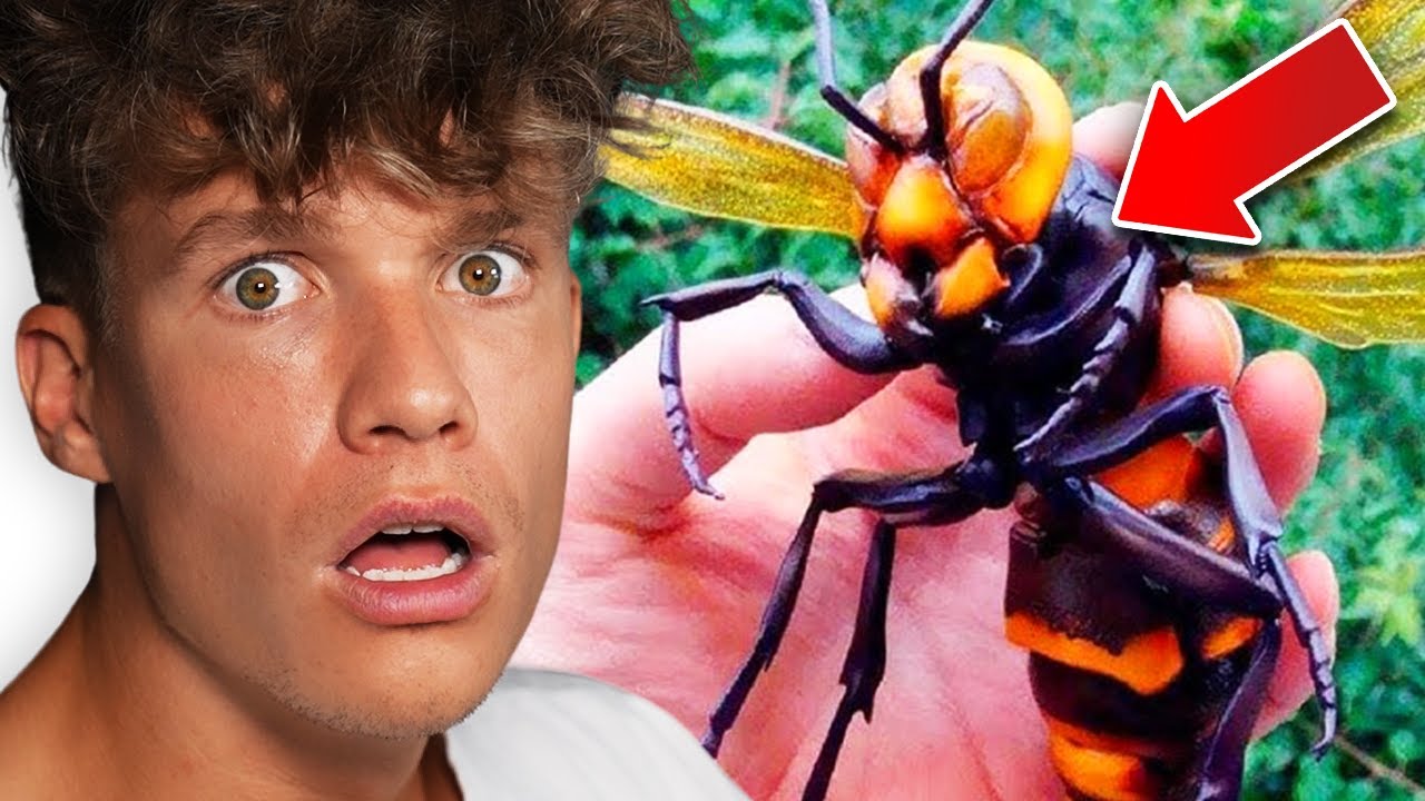 Die GEFÄHRLICHSTEN Insekten der WELT 🕷🪲