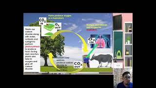 Qxygen-Carbon dioxide Cycle Grade8Q4w6e1