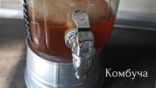 Чайный гриб комбуча своими руками Чайный гриб комбуча своими руками