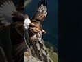 This Predator Strikes at 80 MPH 🦅⚡ #Shorts #Wildlife #Animals