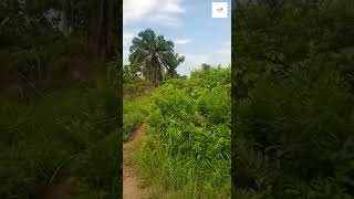 Inside a N2MILLION ($4,500) 2 Plots in Ugwuomu Nike Emene Enugu Inside a N2MILLION ($4,500) 2 Plots in Ugwuomu Nike Emene Enugu