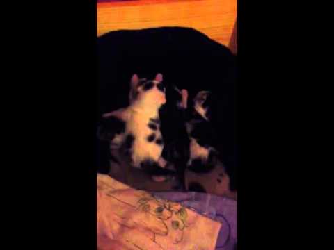 Kittens fighting for milk