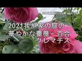 【ガーデニング・暮らしのVlog】2021年の薔薇・百合・クレマチスの華麗な競演