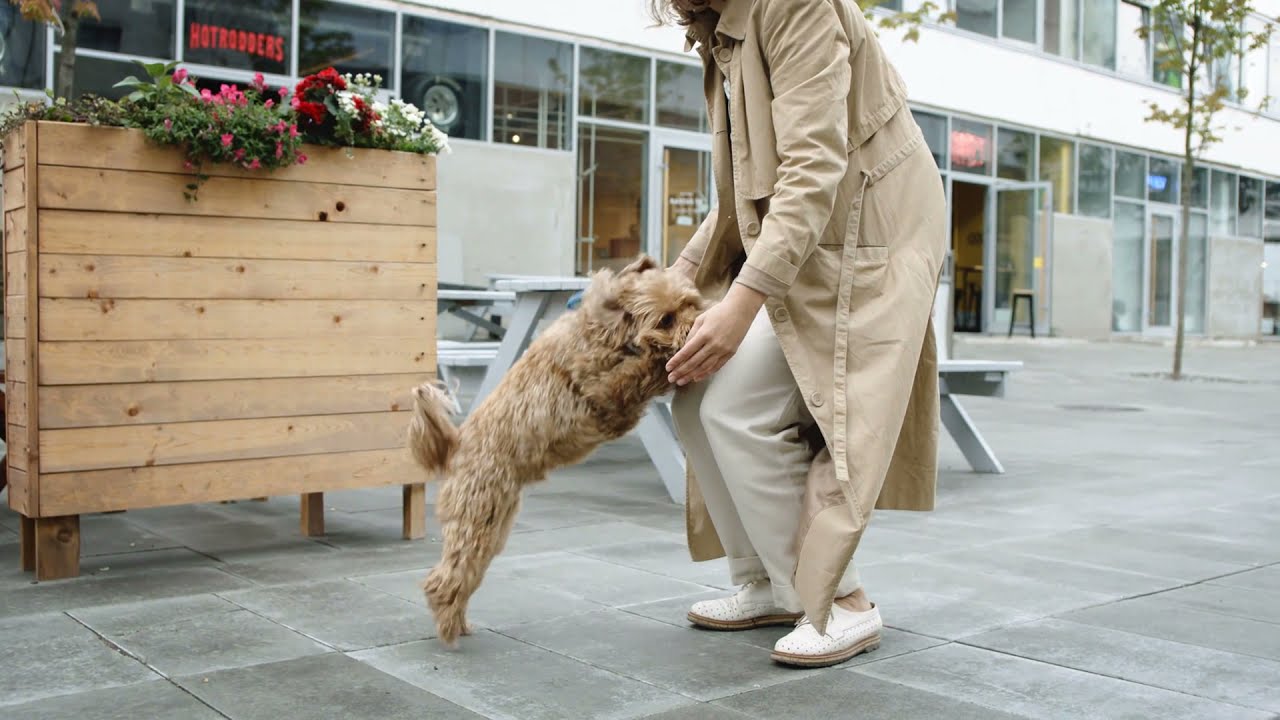 cute pets bangla cute cats and dogs video in bangla