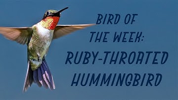 Bird of the Week: Ruby-Throated Hummingbird