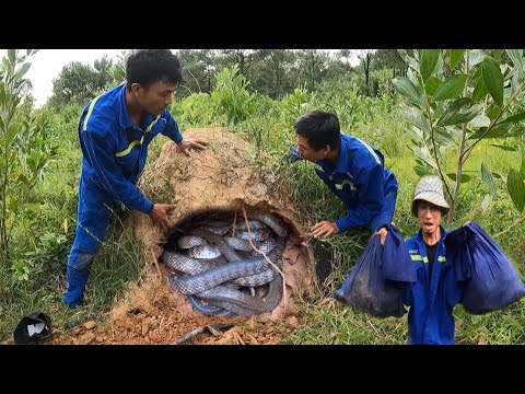 Video Đập Tan Ụ Mối 100 Năm Phát Hiện Ổ Rắn Khổng Lồ Ẩn Mình... - youtube