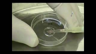 Using Laser Tweezers For Manipulating Isolated Neurons In Vitro