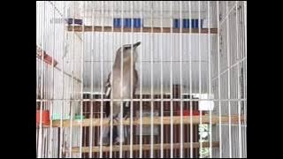Masteran Pintar Burung Kicau Northern Mockingbird