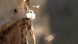 Stingless Aussie Bees  Eduction Tutorial 2