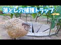 うずらトラップ - 落とし穴編