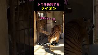 トラの忍耐力をテストするライオン
