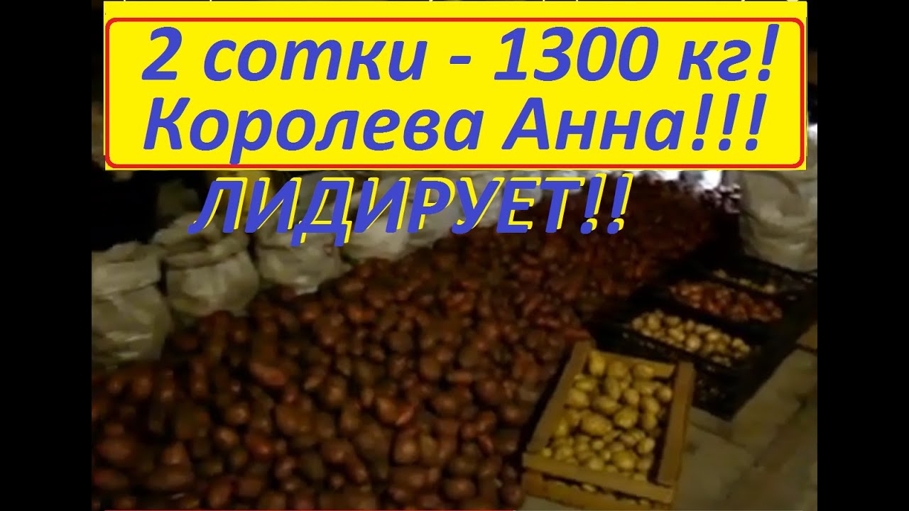 Сва авто жуковский королева