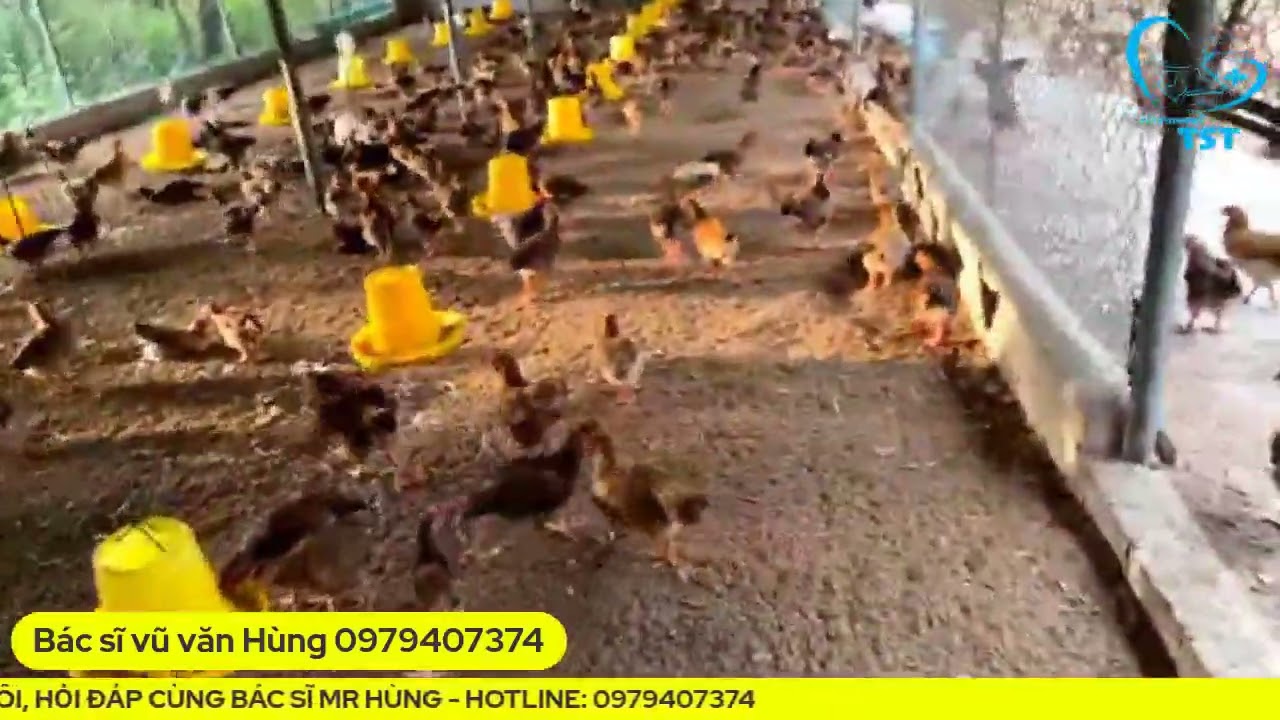 Xử lý gà con bị đau mắt ghép hen khẹc cùng bác sĩ thú... - youtube