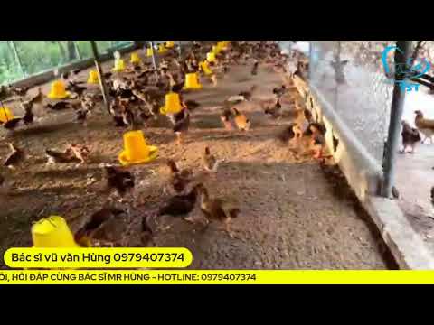 Video Xử lý gà con bị đau mắt ghép hen khẹc cùng bác sĩ thú... - youtube