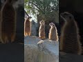 Good Morning, Meerkats!