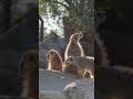 Good Morning, Meerkats!