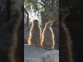 Good Morning, Meerkats!