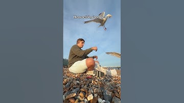 Seagulls Attack Man on Beach - 1674203