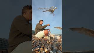 Seagulls Attack Man on Beach - 1674203