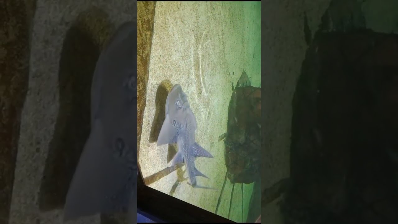 ОКЕАНАРИУМ В ГОНКОНГСКОМ ОКЕАН-ПАРКЕ #упомянитевас #вирусноевидео