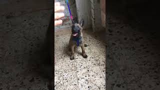 تدريب جرو مالينو  60يوم الجرو متاح اللي عاوزه يكلمني #malinois #malinoistraining #كلاب #leoo