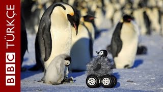 'Sahte' penguen bilimin hizmetinde - BBC TÜRKÇE