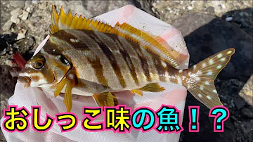 やばい魚 Mp3