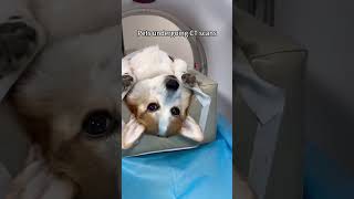 Pets undergoing CT scans #fyp #foryou #animals #pethospital #petsunited #cat #science #vet #cute