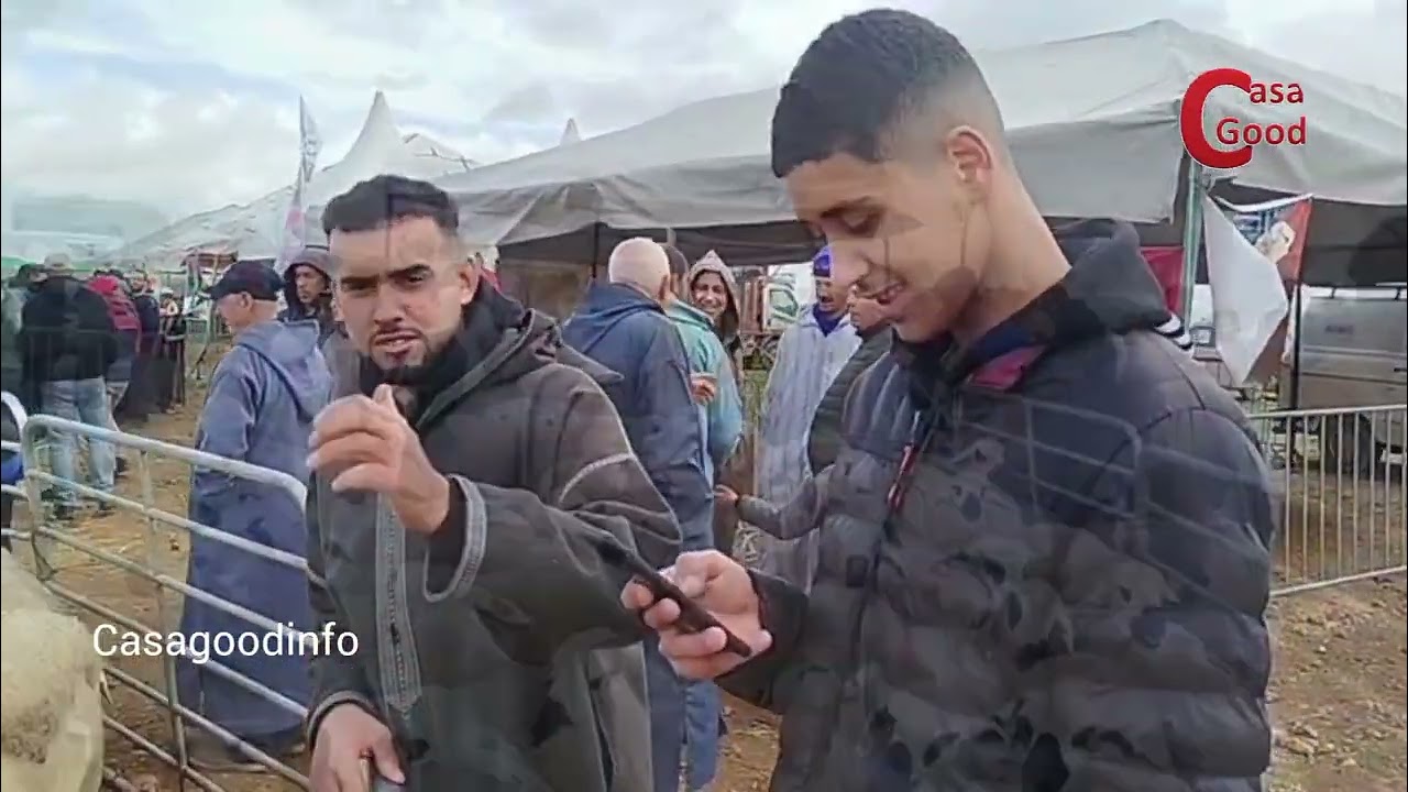 تربية الماشية في الواجهة: تجمع بني مسكين الشرقية ينتقي أفضل الفحول بالبروج