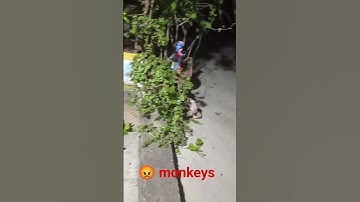 what monkeys did to my terrace garden 😭😭#monkey#terracegardenindia#viral#care#bandar#sad#motivation